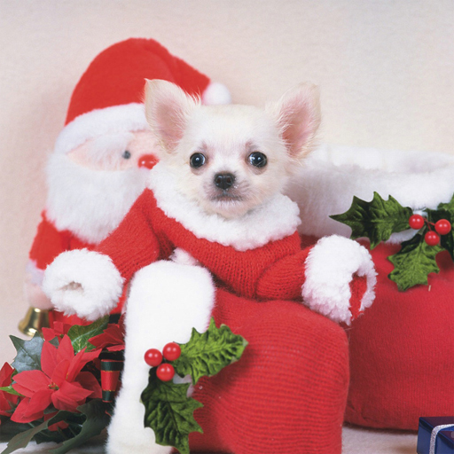 Resim Sevimli köpek yavrusu bulmaca